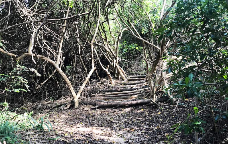 Hike through the forest