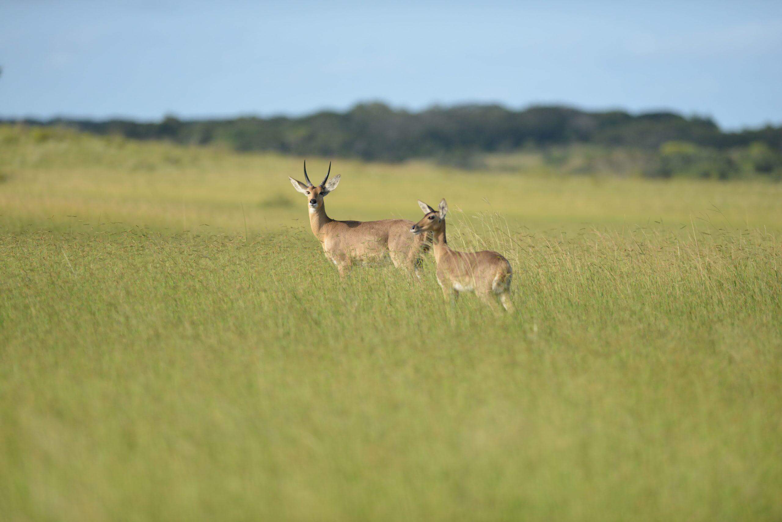 Two reedbucks standing in a grass field