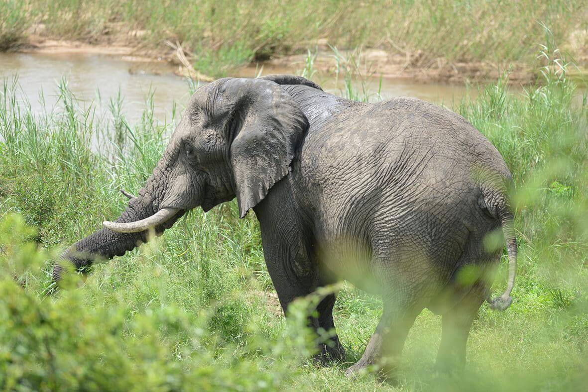 An elephant grazing in the grass